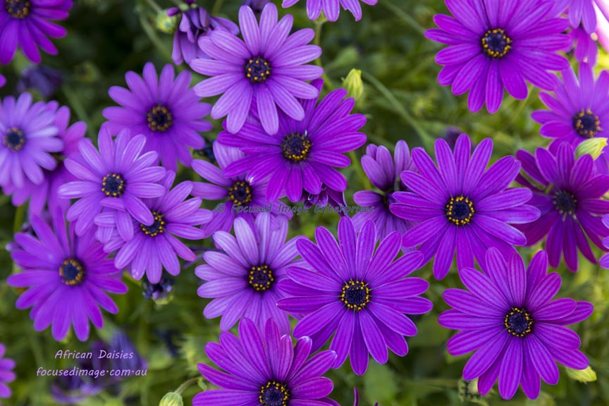 A cluster of purple African Daisies.