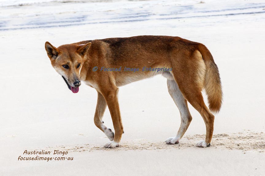 Fraser Island Dingo walking along the sand.
