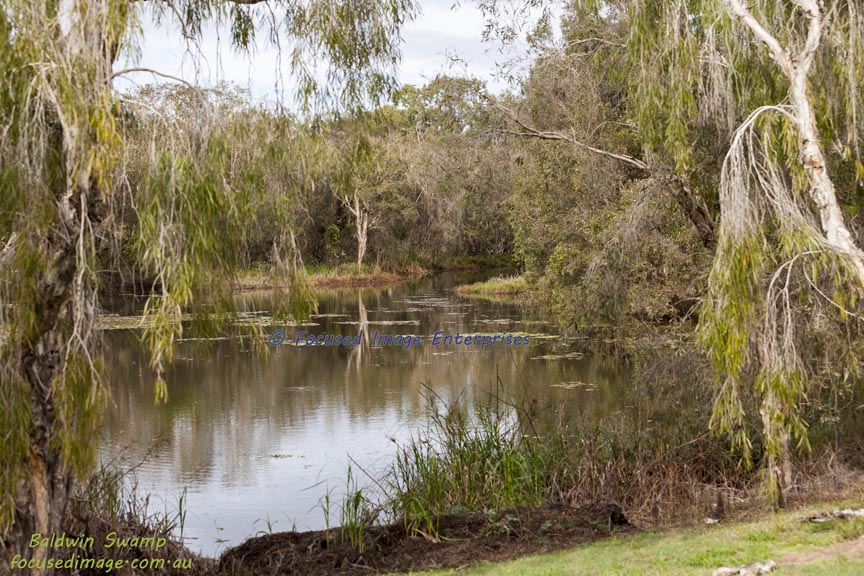 Baldwin Swamp near Bundaberg Southeast Queensland.