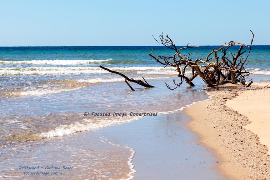 Driftwood on Kinkuna Beach Southeast Queensland.