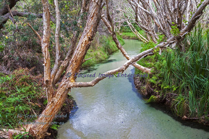 Eli Creek Fraser Island Southeast Queensland.