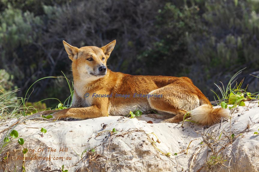 Fraser Island Dingo laying on a sand hill.