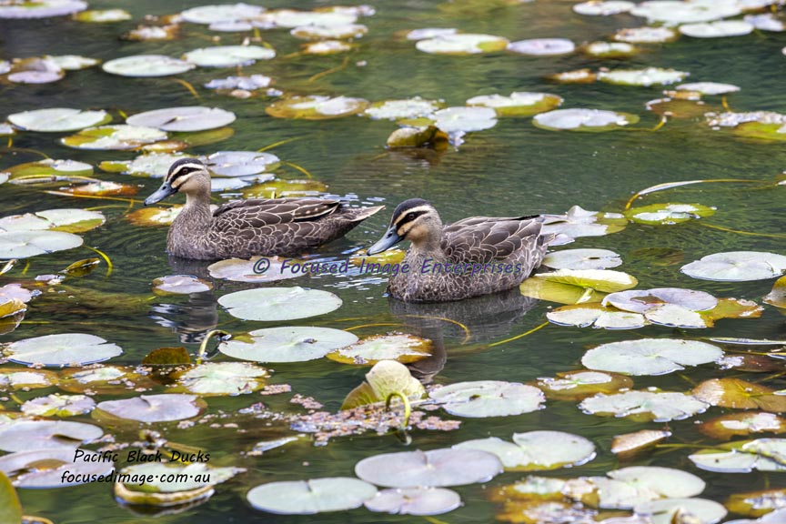 A pair of Pacific Black Ducks swimming in a pond