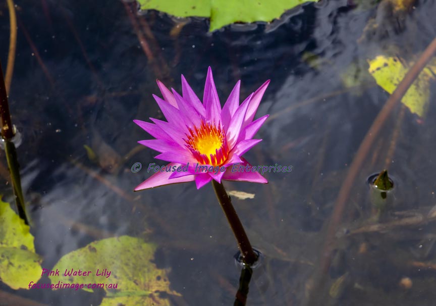 Single Pink Water Lily in a pond.