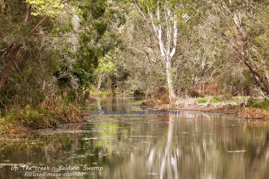 View of a creek in Baldwin Swamp Bundaberg Southeast Queensland.
