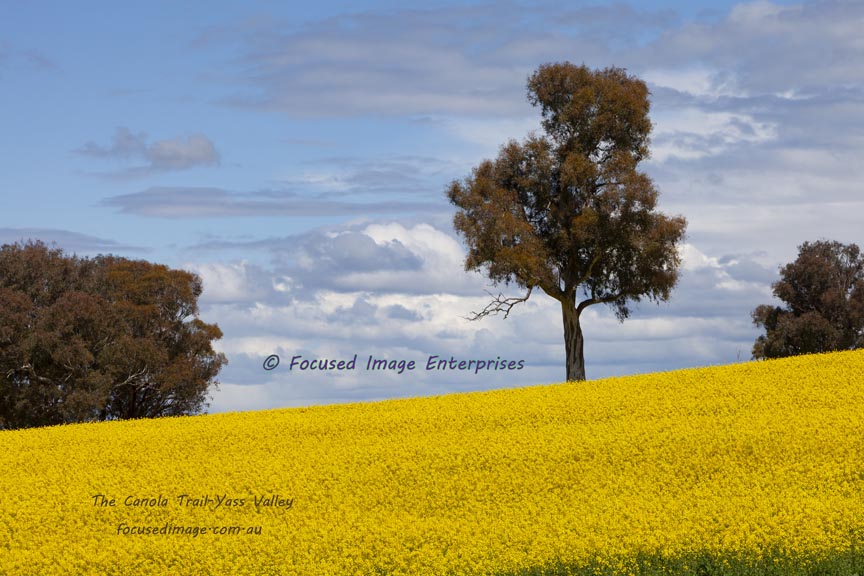The Canola Trail-Yass Valley New South Wales