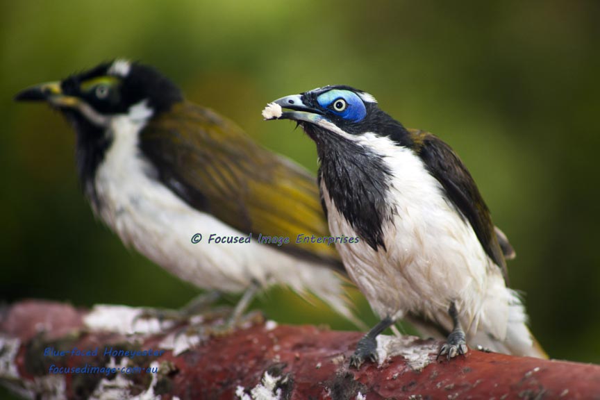 Blue-faced Honeyeaters sitting on a log