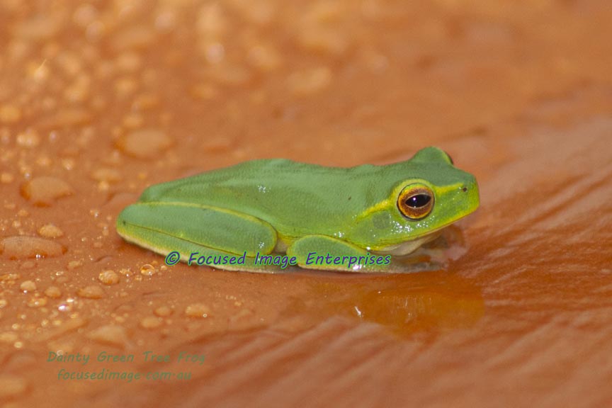 Dainty Green Tree Frog enjoying the rain.