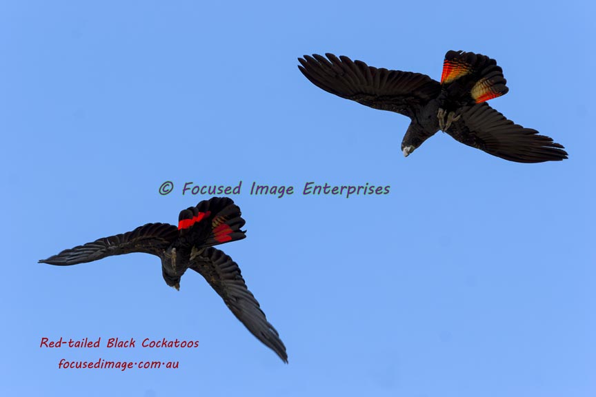 Red-tailed Black Cockatoos in flight
