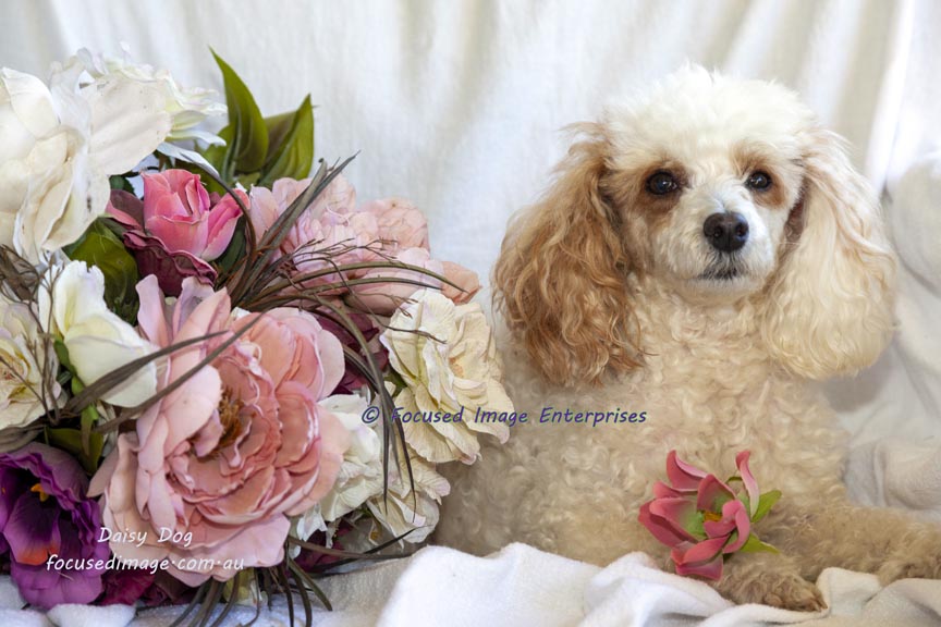 Cute Poodle Cross dog holding a flower.