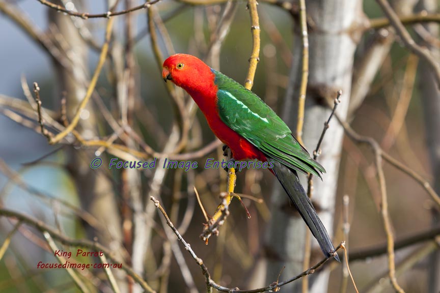 King Parrot sitting in a tree.
