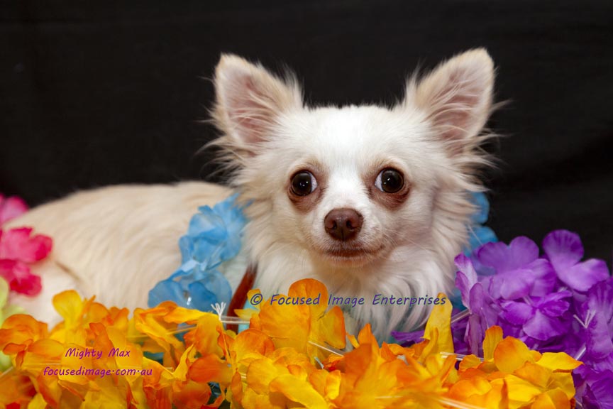 Cute white fluffy Chihuahua dog